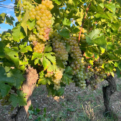 Scenic Drive to the Gaillac Vineyards