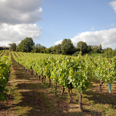 First Winery Visit and Tasting