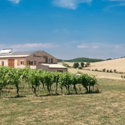 Explore the Vineyards
