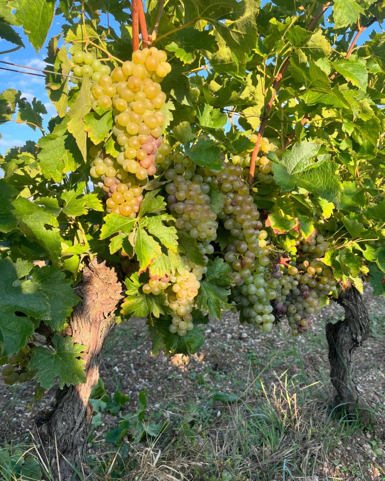Ophorus Tours - Gaillac Wine Tour private half-Day trip from Toulouse