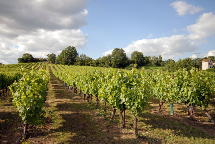 Ophorus Tours - Gaillac Wine Tour private half-Day trip from Toulouse