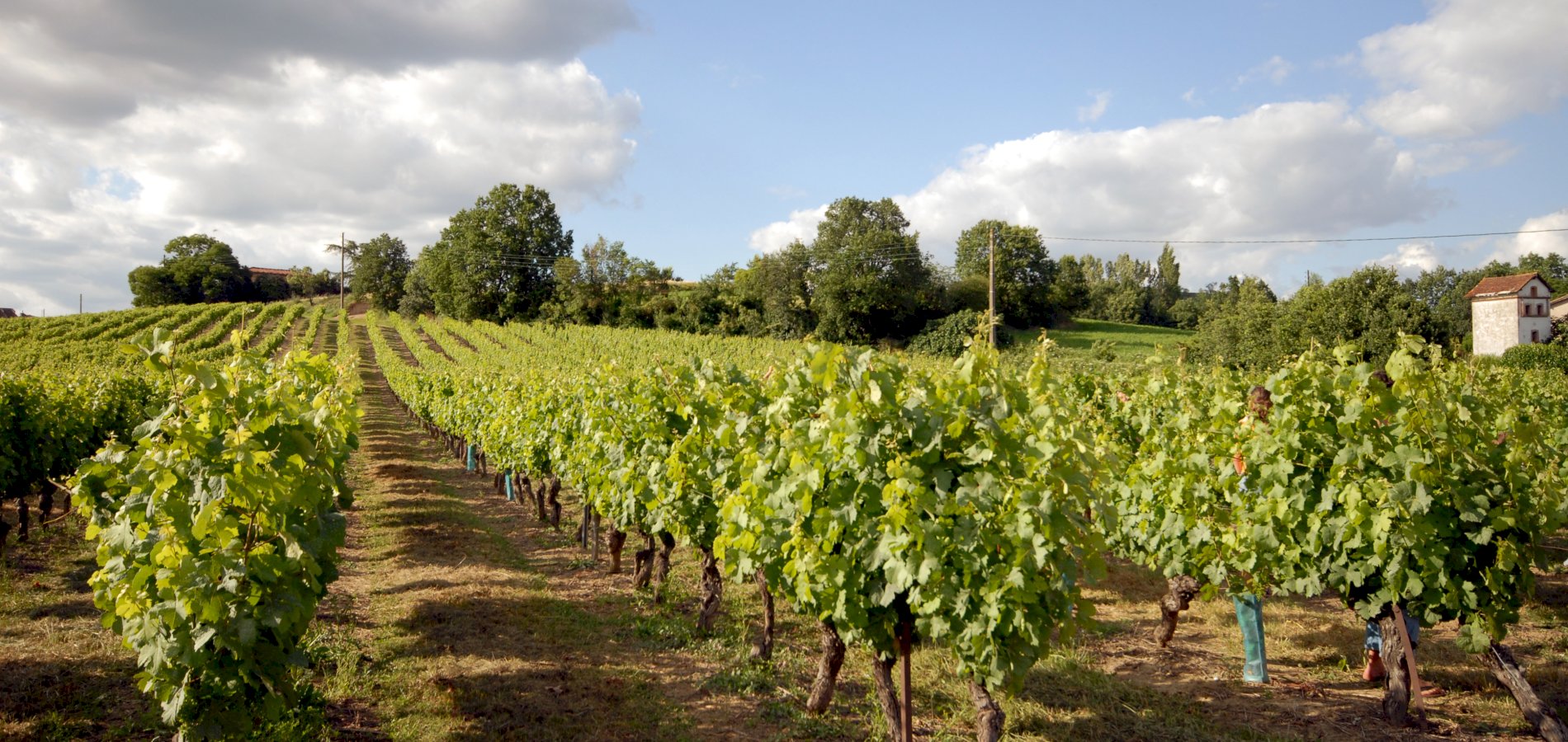 Ophorus Tours - A Private Gaillac Wine Tour Half Day Trip From Toulouse