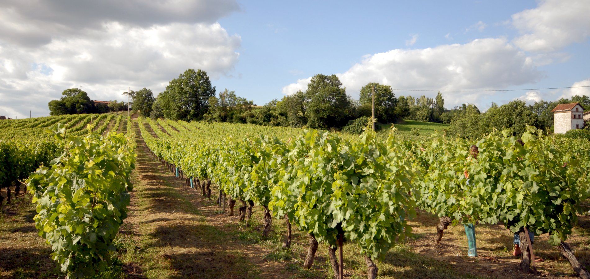 Ophorus Tours - From Toulouse Gaillac Wine Tour half-day private