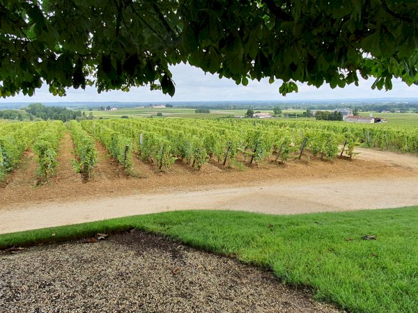 Ophorus Tours - Château d'Yquem Visit & Wine Tasting - Discovery Tour