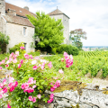 Morning – Côte de Beaune winery