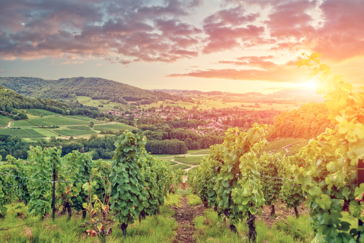 Ophorus Tours - Côte de Beaune & Côte de Nuits Private Tour from Dijon for 2