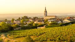 Ophorus Tours - Côte-Rôtie & Condrieu: Shared Tour from Lyon