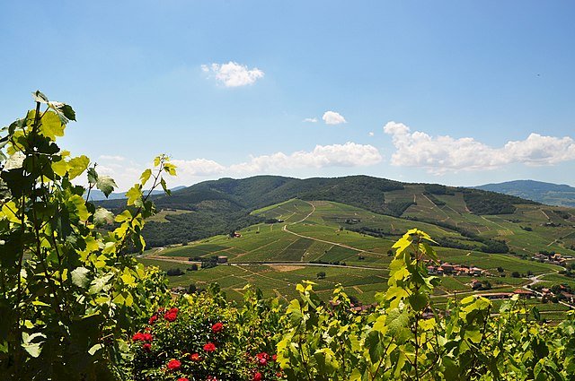 Ophorus Tours - Côte-Rôtie & Condrieu: Shared Tour from Lyon