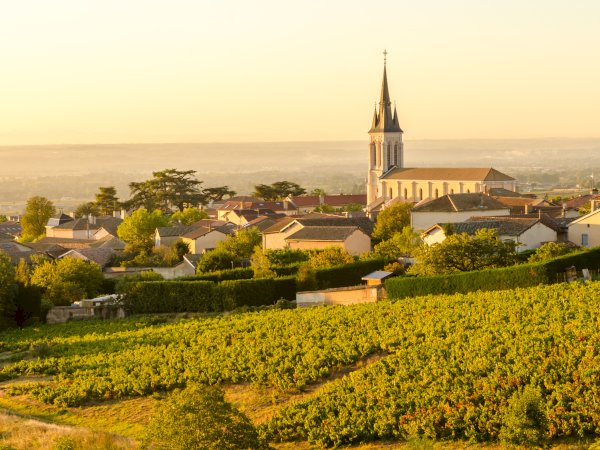 Ophorus Tours - Côte-Rôtie & Condrieu: Shared Tour from Lyon