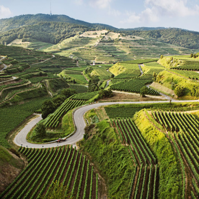 Morning – Vineyard near Endingen (Germany)