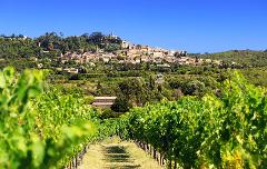 Ophorus Tours - From Saint Tropez Provence Cru Classés Wine Tour Shore Excursion private
