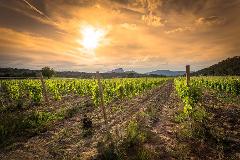 Ophorus Tours - From Sète Port to Montpellier & Languedoc Wine Tour