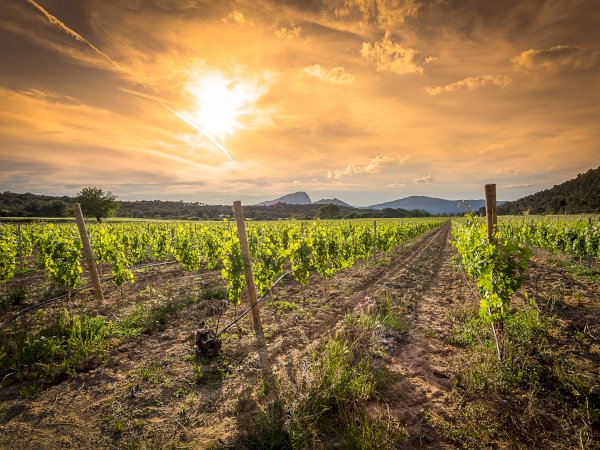 Ophorus Tours - From Sète Port to Montpellier & Languedoc Wine Tour