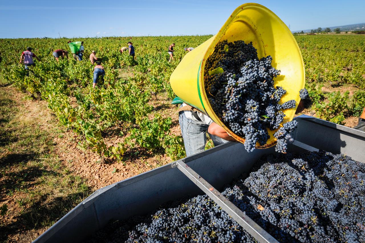 Ophorus Tours - Lyon to Beaujolais Wine Escape: Shared Day Trip