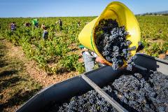 Ophorus Tours - Lyon to Beaujolais Wine Escape: Shared Day Trip