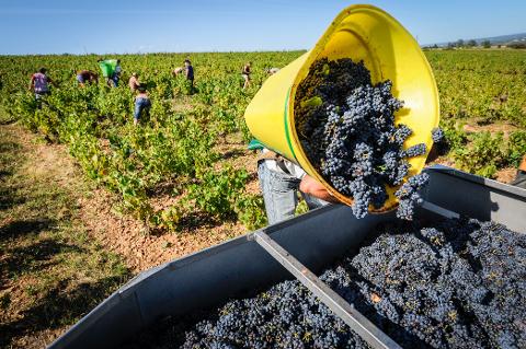 Ophorus Tours - Lyon to Beaujolais Wine Escape: Shared Day Trip