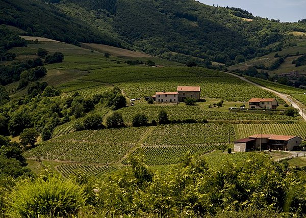 Ophorus Tours - Lyon to Beaujolais Wine Escape: Shared Day Trip