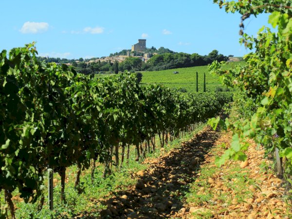 Ophorus Tours - Medieval Marvels & Chateauneuf du Pape Wines: Private Marseille Shore Trip