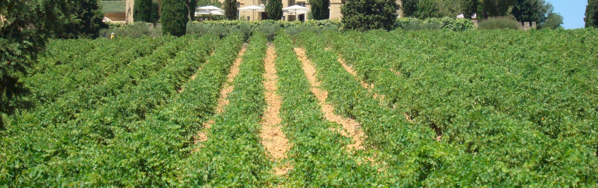 Ophorus Tours - Medieval Marvels & Chateauneuf du Pape Wines: Private Marseille Shore Trip