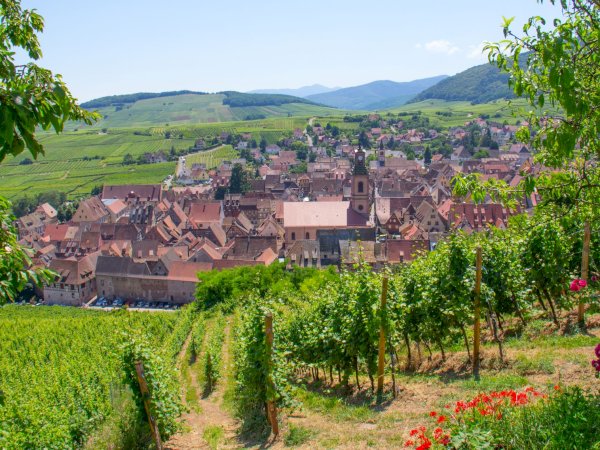 Ophorus Tours - Medieval Villages & Wine: Alsace Highlights Private Tour by train from Paris