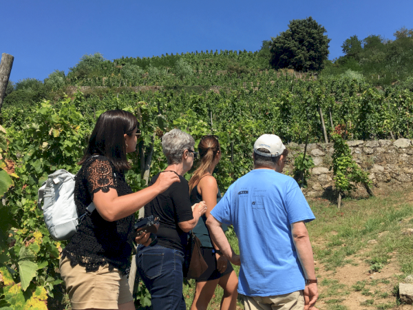 Ophorus Tours - Northern Rhône Gems: Syrah & Viognier Half-Day Tour from Lyon
