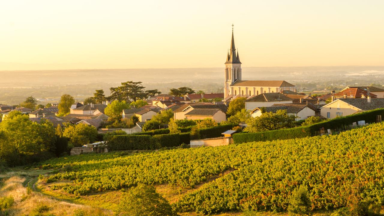 Ophorus Tours - Northern Rhône Gems: Syrah & Viognier Half-Day Tour from Lyon