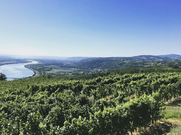 Ophorus Tours - Northern Rhône Gems: Syrah & Viognier Half-Day Tour from Lyon