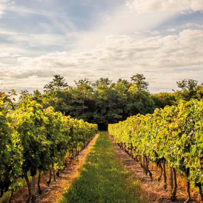 Winery visit, tasting & picnic