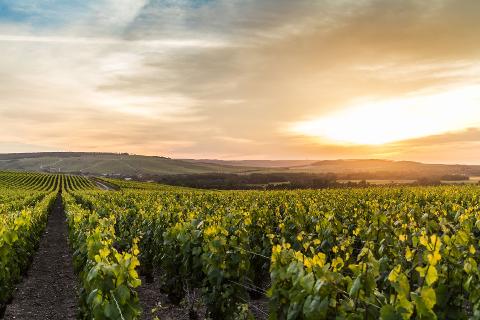 Ophorus Tours - Paris Helicopter Tour to Champagne Wine Region including Lunch