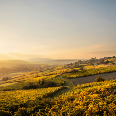 German Vineyards & Texas Pass
