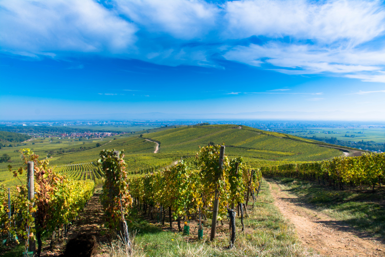 Ophorus Tours - Private Wine Tour from Colmar: Taste the Wines of France and Germany