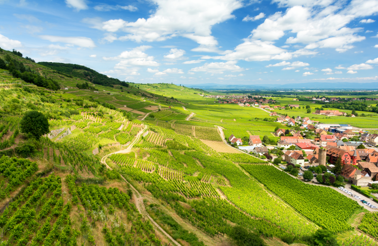 Ophorus Tours - Private Wine Tour from Colmar: Taste the Wines of France and Germany