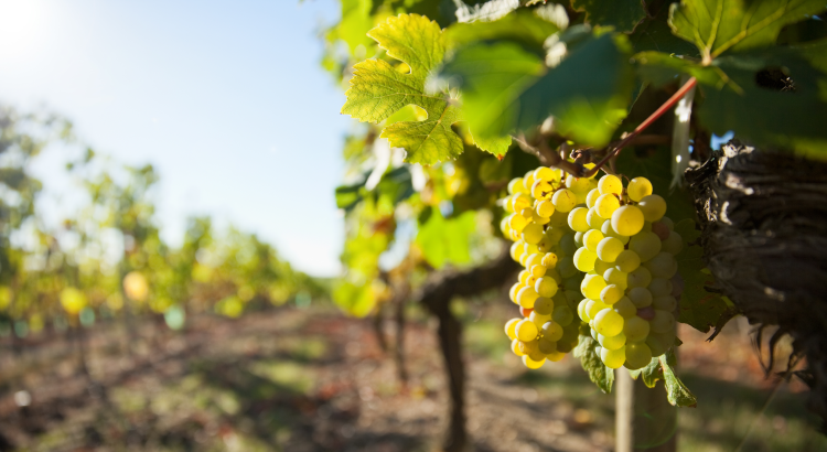 Ophorus Tours - Private Loire Valley Wine Experience – Vouvray Half-Day Tour for 2