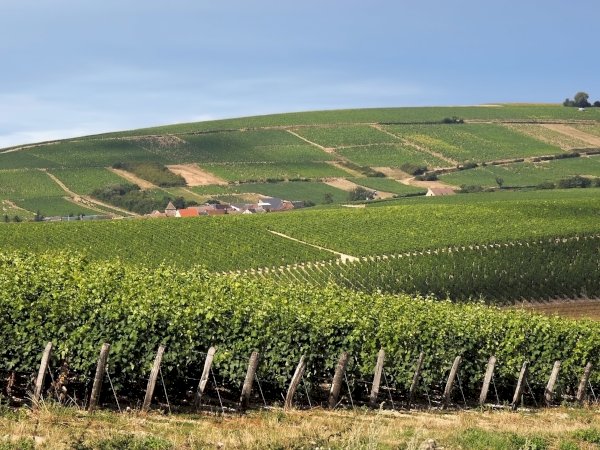 Ophorus Tours - Private Loire Valley Wine Experience – Vouvray Half-Day Tour for 2