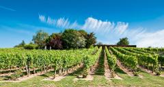 Ophorus Tours - Private Loire Valley Wine Experience – Vouvray Half-Day Tour for 2