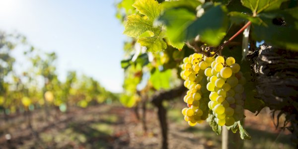 Ophorus Tours - Private Loire Valley Wine Experience – Vouvray Half-Day Tour for 2