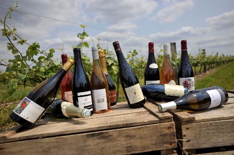 Ophorus Tours - Private Loire Valley Wine Tour – Chinon & Bourgueil for 2 From Tours