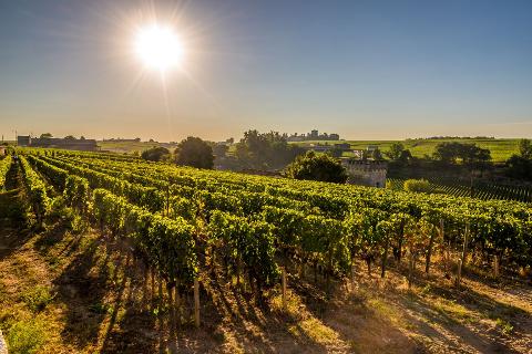 Ophorus Tours - Private Saint-Emilion Tour: Wine Blending, Gourmet Lunch & Blind Tasting