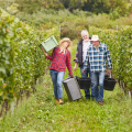 Visit a Cahors Winery