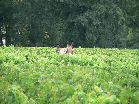 Ophorus Tours - Vineyards & Tastings: Private Bordeaux Wine Tour by Train from Paris