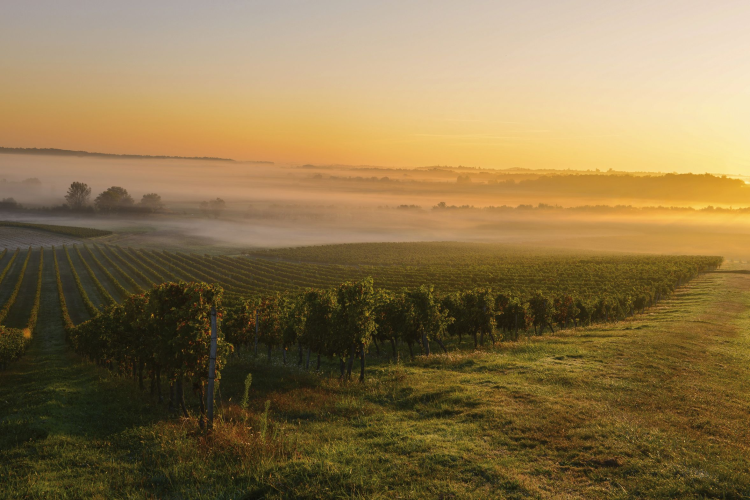 Ophorus Tours - Bordeaux wine tour private day trip from Paris by train