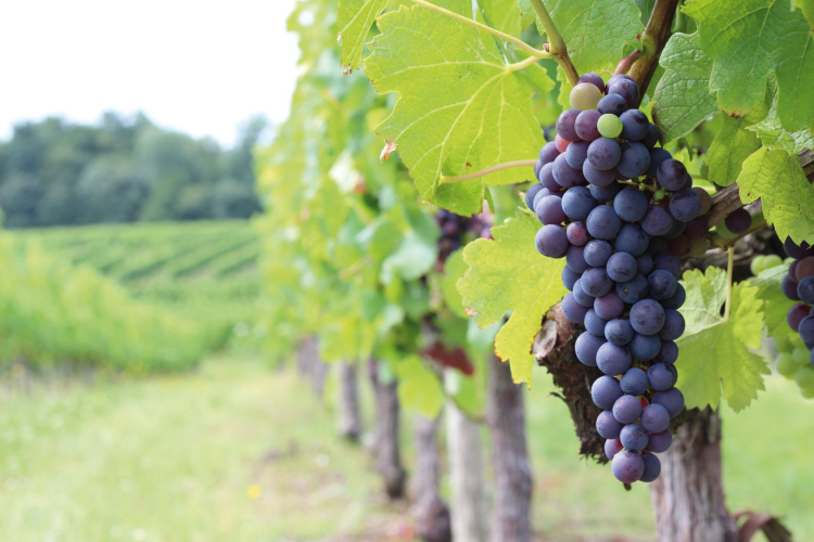 Ophorus Tours - Bordeaux wine tour private day trip from Paris by train