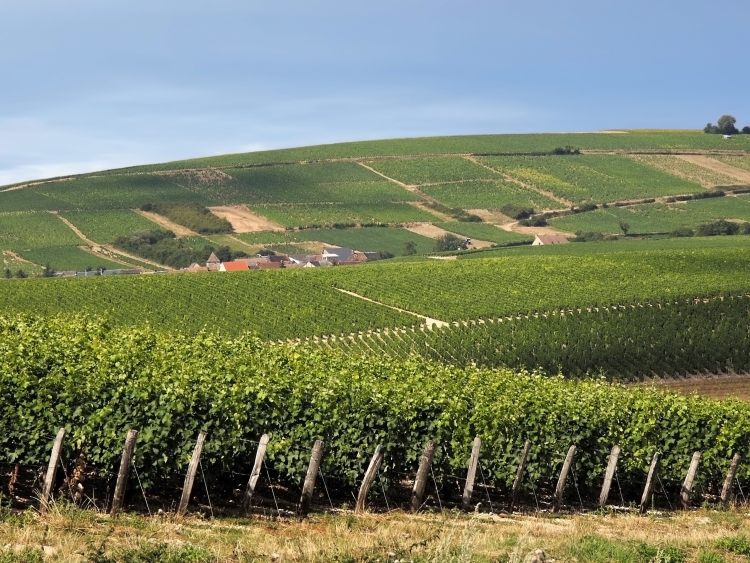 Ophorus Tours - Vouvray Vineyard & Tasting Tour – Private Half-Day from Tours