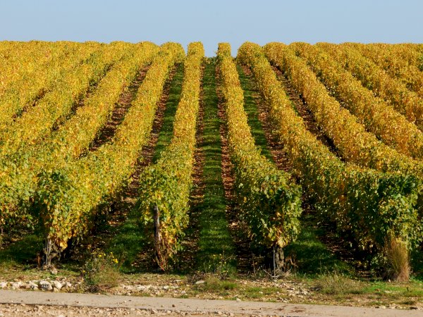 Ophorus Tours - Vouvray Vineyard & Tasting Tour – Private Half-Day from Tours