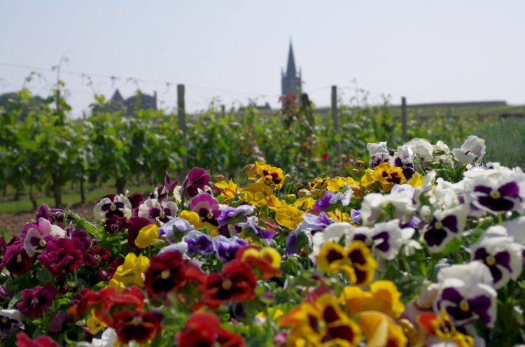 Ophorus Tours - Wine Lover's Escape to Saint-Emilion: Private Half-Day Shore Trip