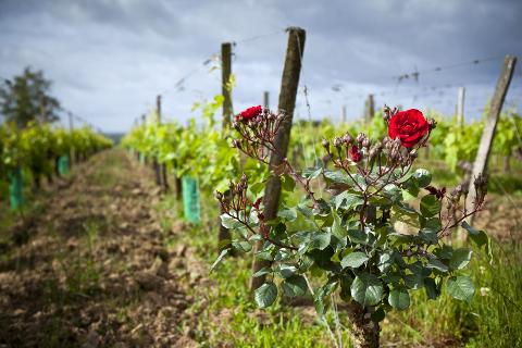 Ophorus Tours - Wine Lover's Escape to Saint-Emilion: Private Half-Day Shore Trip