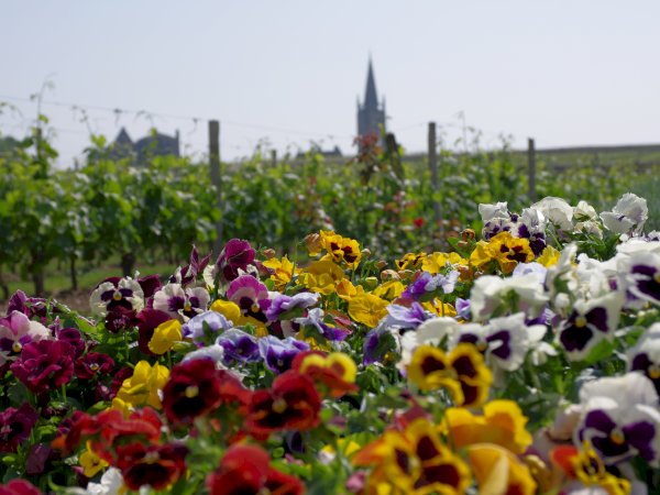 Ophorus Tours - 4-Day Private Bordeaux Wine Tour Packages - 5* Hotel