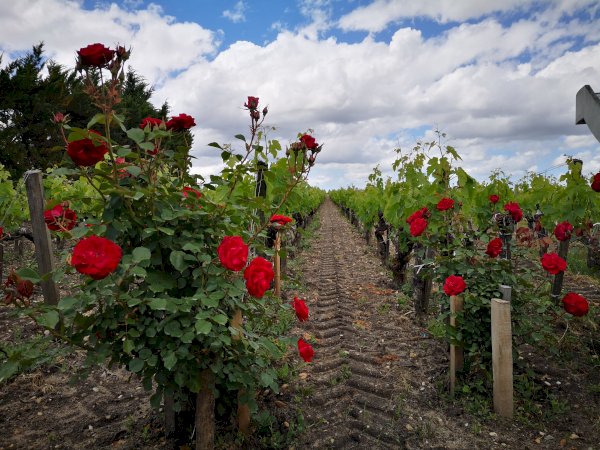 Ophorus Tours - 4-Day Private Bordeaux Wine Tour Packages - 3* Hotel