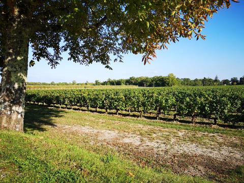 Ophorus Tours - 4-Day Small Group Bordeaux Wine Tour Package - 3* Hotel