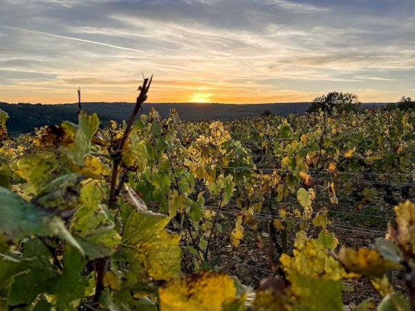 Ophorus Tours - 4-Day Private Burgundy Wine Tour Package - Dijon - 3* Hotel
